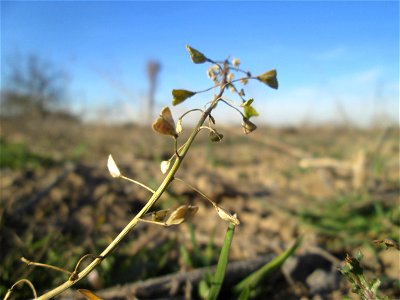 Gewöhnliches Hirtentäschel (Capsella bursa-pastoris) auf einem Acker bei Reilingen