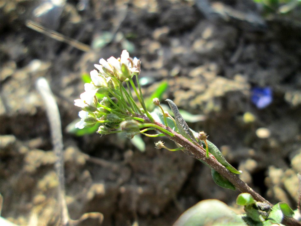 Gewöhnliches Hirtentäschel (Capsella bursa-pastoris) auf einem Acker bei Reilingen