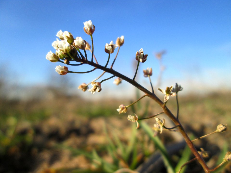 Gewöhnliches Hirtentäschel (Capsella bursa-pastoris) auf einem Acker bei Reilingen