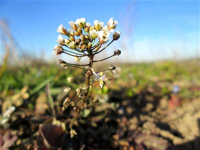 Gewöhnliches Hirtentäschel (Capsella bursa-pastoris) auf einem Acker bei Reilingen