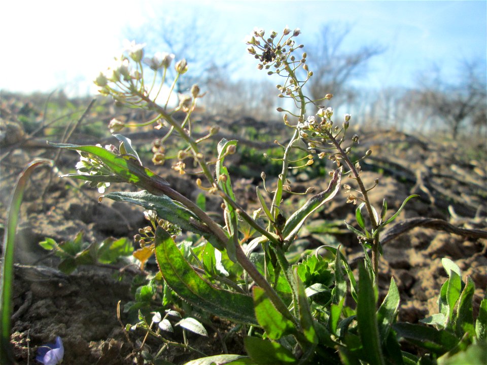 Gewöhnliches Hirtentäschel (Capsella bursa-pastoris) auf einem Acker bei Reilingen
