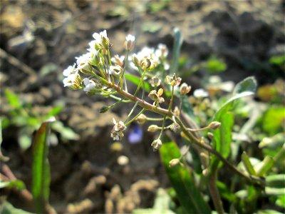 Gewöhnliches Hirtentäschel (Capsella bursa-pastoris) auf einem Acker bei Reilingen