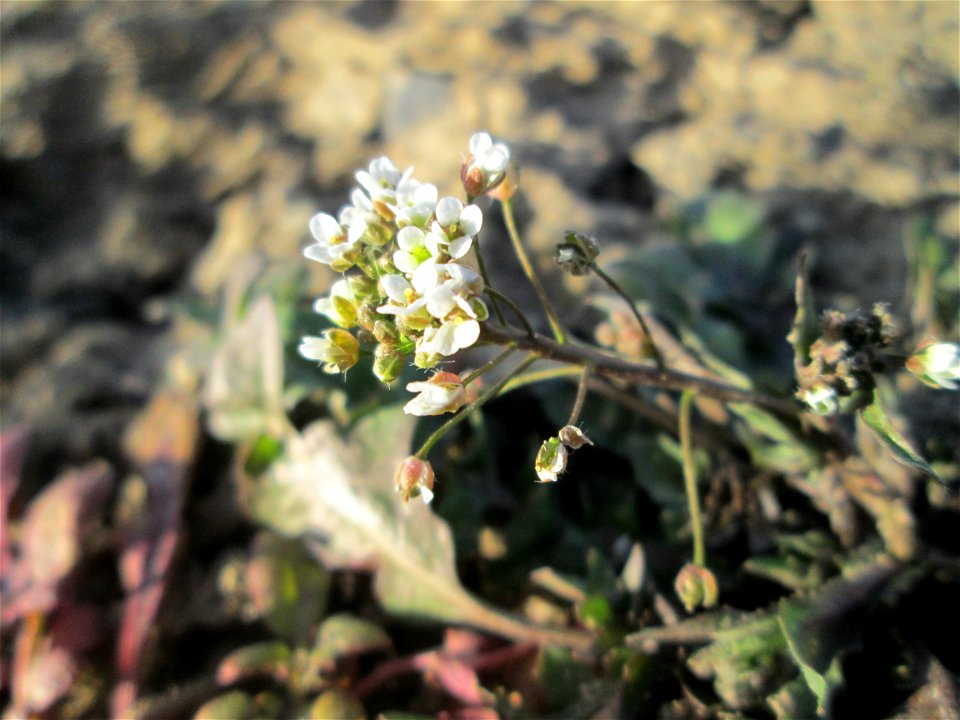 Gewöhnliches Hirtentäschel (Capsella bursa-pastoris) auf einem Acker bei Reilingen