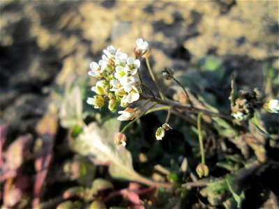 Gewöhnliches Hirtentäschel (Capsella bursa-pastoris) auf einem Acker bei Reilingen