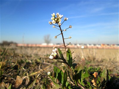 Gewöhnliches Hirtentäschel (Capsella bursa-pastoris) auf einem Acker bei Reilingen