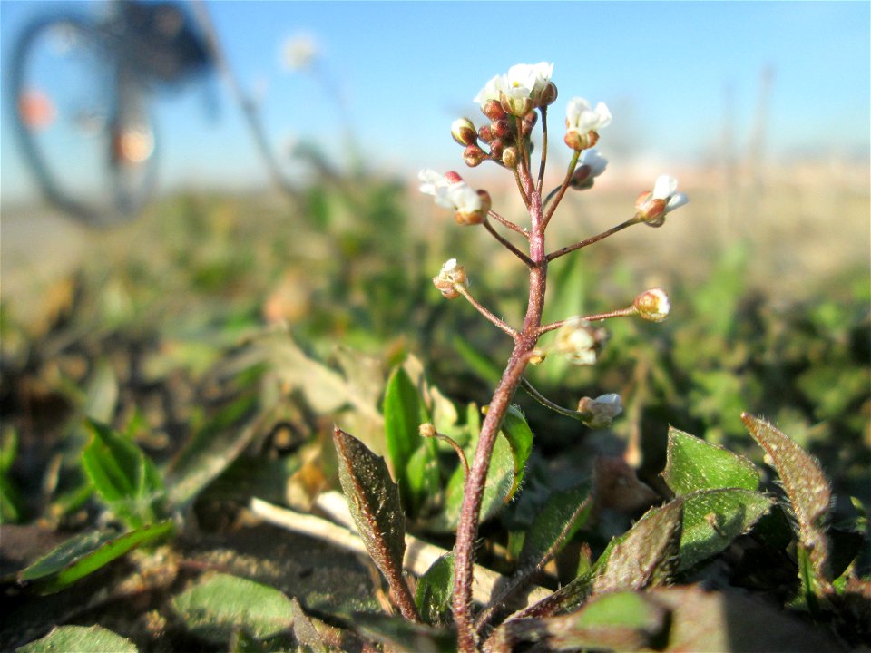 Gewöhnliches Hirtentäschel (Capsella bursa-pastoris) auf einem Acker bei Reilingen