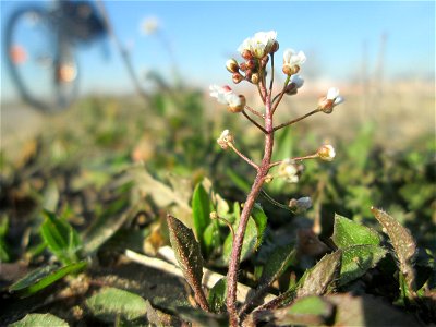 Gewöhnliches Hirtentäschel (Capsella bursa-pastoris) auf einem Acker bei Reilingen