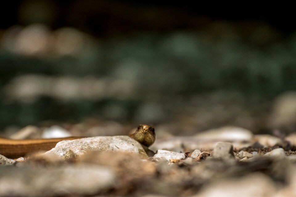 Lizard animal world hiking