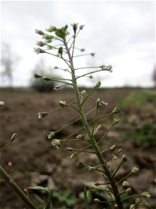 Gewöhnliches Hirtentäschel (Capsella bursa-pastoris) am Feldrand bei Oftersheim