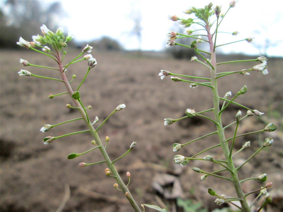 Gewöhnliches Hirtentäschel (Capsella bursa-pastoris) am Feldrand bei Oftersheim