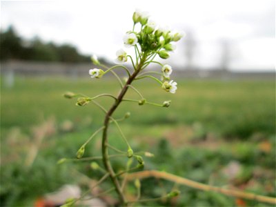 Hirtentäschelkraut (Capsella bursa-pastoris) auf einer Parkplatzwiese in Hockenheim