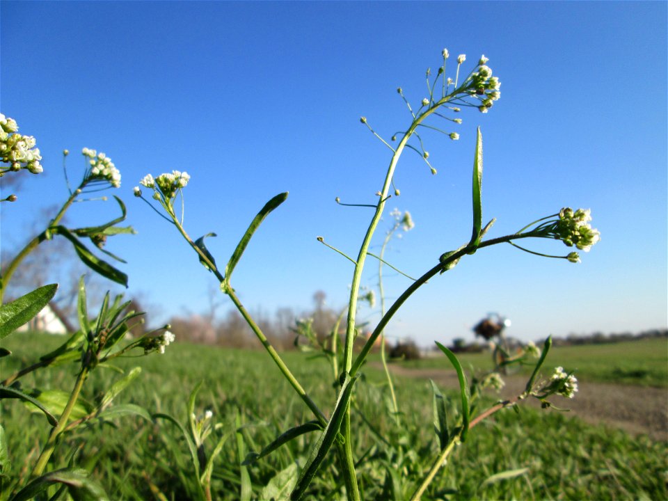 Gewöhnliches Hirtentäschel (Capsella bursa-pastoris) am Kraichbach im Hockenheimer Rheinbogen