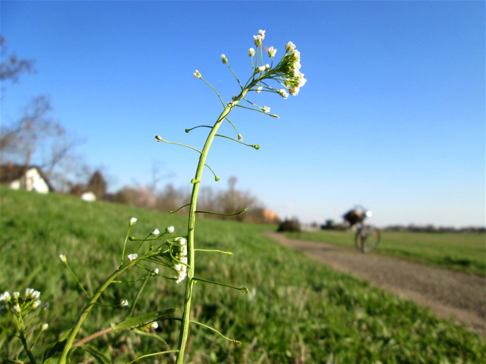 Gewöhnliches Hirtentäschel (Capsella bursa-pastoris) am Kraichbach im Hockenheimer Rheinbogen