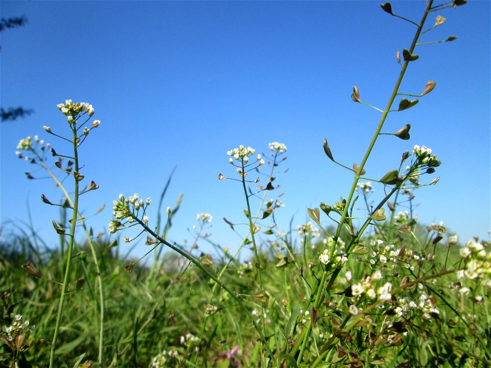 Gewöhnliches Hirtentäschel (Capsella bursa-pastoris) im Naturschutzgebiet „Bachwiesen/Leopoldswiesen“ im Hockenheimer Rheinbogen