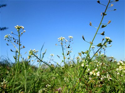 Gewöhnliches Hirtentäschel (Capsella bursa-pastoris) im Naturschutzgebiet „Bachwiesen/Leopoldswiesen“ im Hockenheimer Rheinbogen