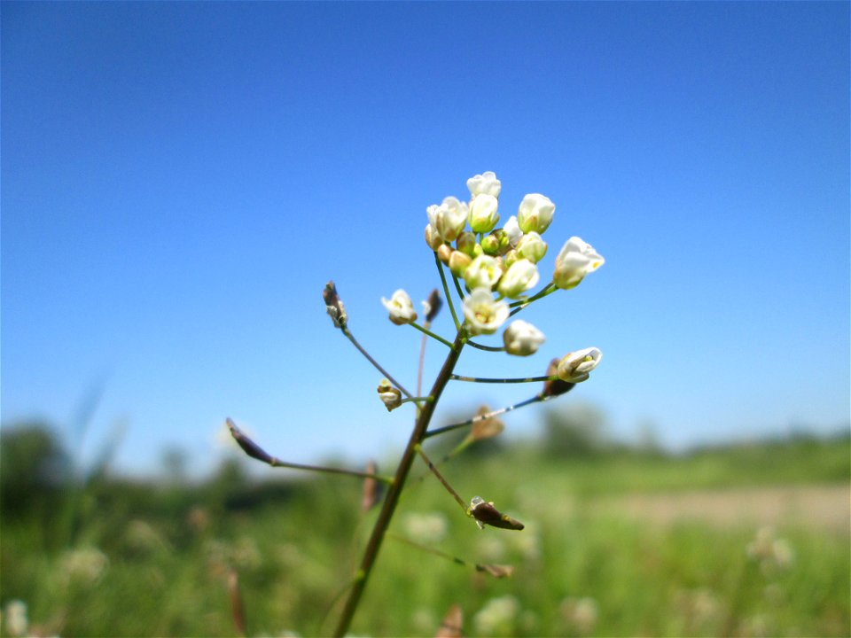 Gewöhnliches Hirtentäschel (Capsella bursa-pastoris) im Naturschutzgebiet „Bachwiesen/Leopoldswiesen“ im Hockenheimer Rheinbogen