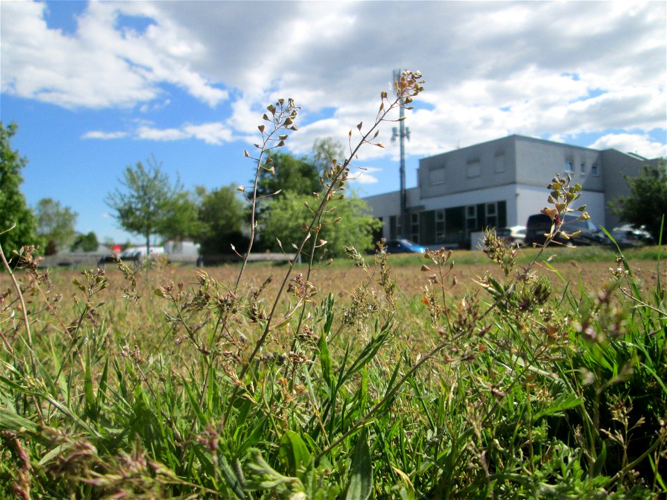 Gewöhnliches Hirtentäschel (Capsella bursa-pastoris) auf einer Parkplatz-Wiese in Hockenheim