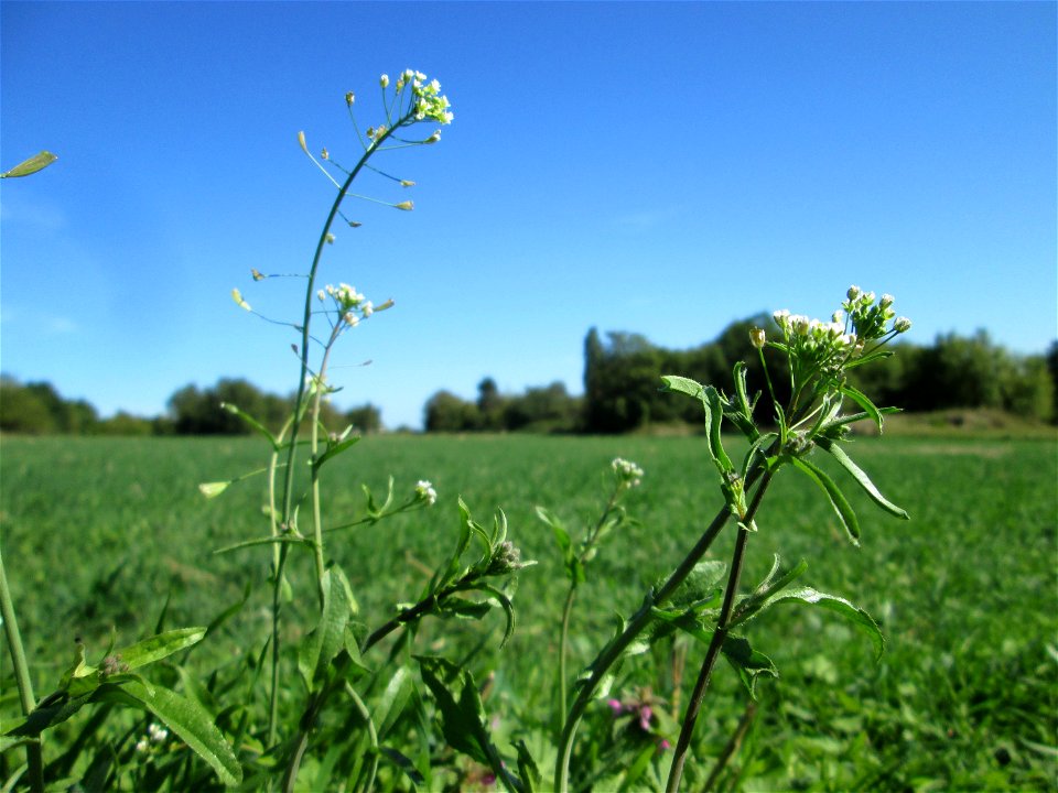 Hirtentäschelkraut (Capsella bursa-pastoris) am Ackerrand in Bischmisheim