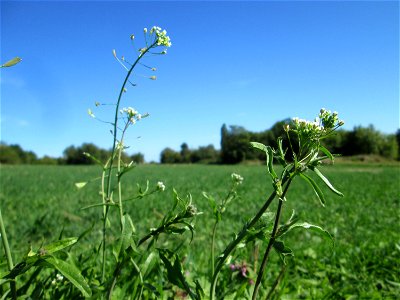 Hirtentäschelkraut (Capsella bursa-pastoris) am Ackerrand in Bischmisheim