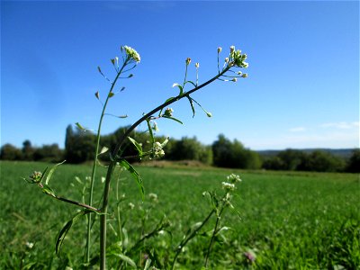 Hirtentäschelkraut (Capsella bursa-pastoris) am Ackerrand in Bischmisheim