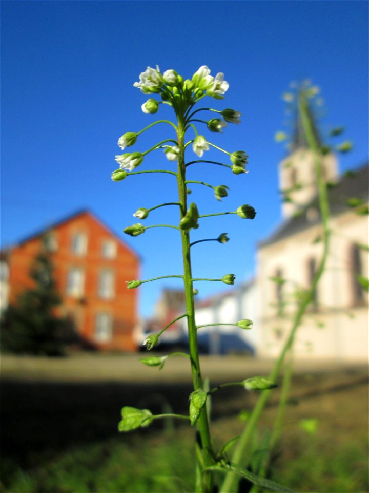Gewöhnliches Hirtentäschel (Capsella bursa-pastoris) in Brebach
