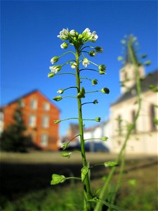 Gewöhnliches Hirtentäschel (Capsella bursa-pastoris) in Brebach
