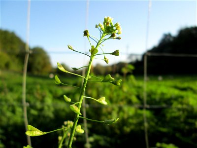 Hirtentäschelkraut (Capsella bursa-pastoris) im Simbachtal bei Alsting