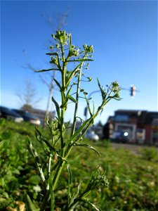 Hirtentäschelkraut (Capsella bursa-pastoris) am Globus-Parkplatz in Güdingen