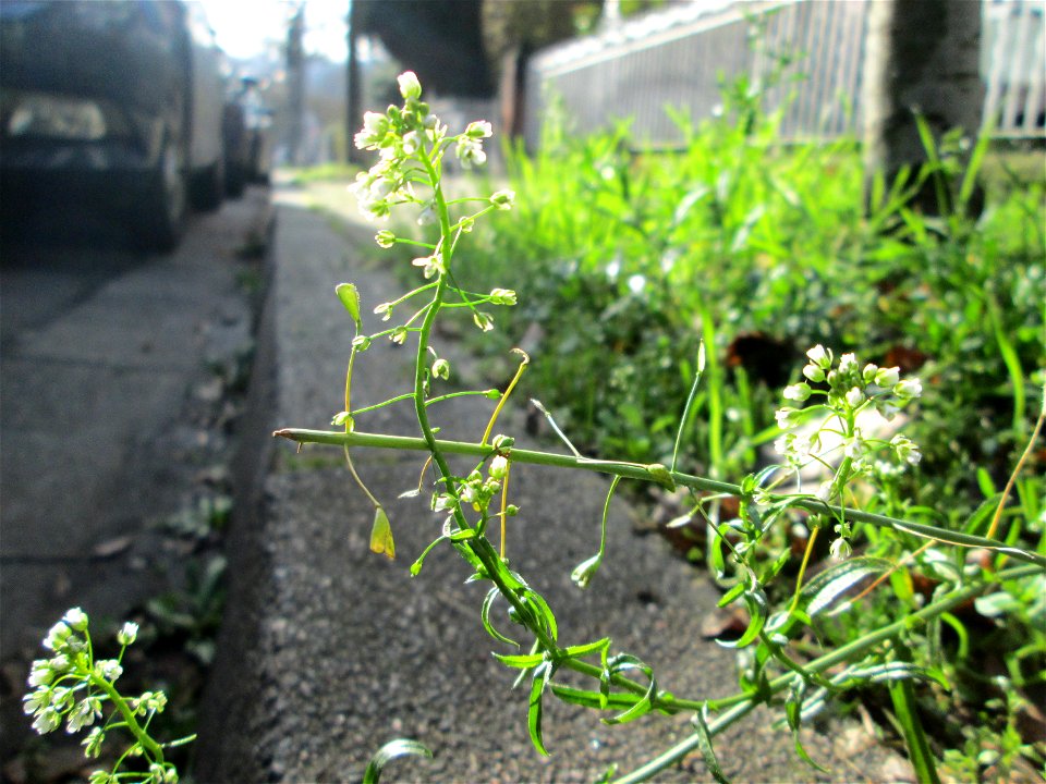 Gewöhnliches Hirtentäschel (Capsella bursa-pastoris) in Saarbrücken