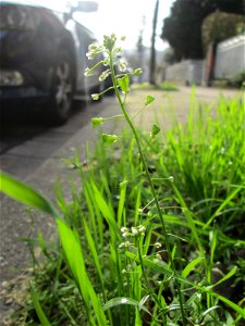 Gewöhnliches Hirtentäschel (Capsella bursa-pastoris) in Saarbrücken