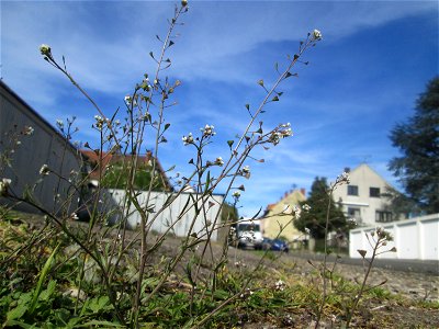 Gewöhnliches Hirtentäschel (Capsella bursa-pastoris) in Brebach