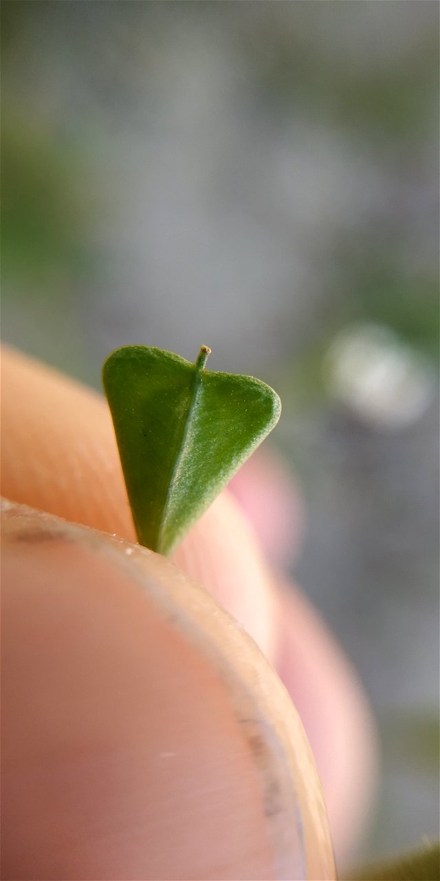 shepherd's-purse (Capsella bursa-pastoris)