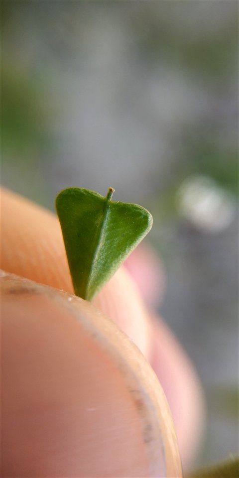 shepherd's-purse (Capsella bursa-pastoris)