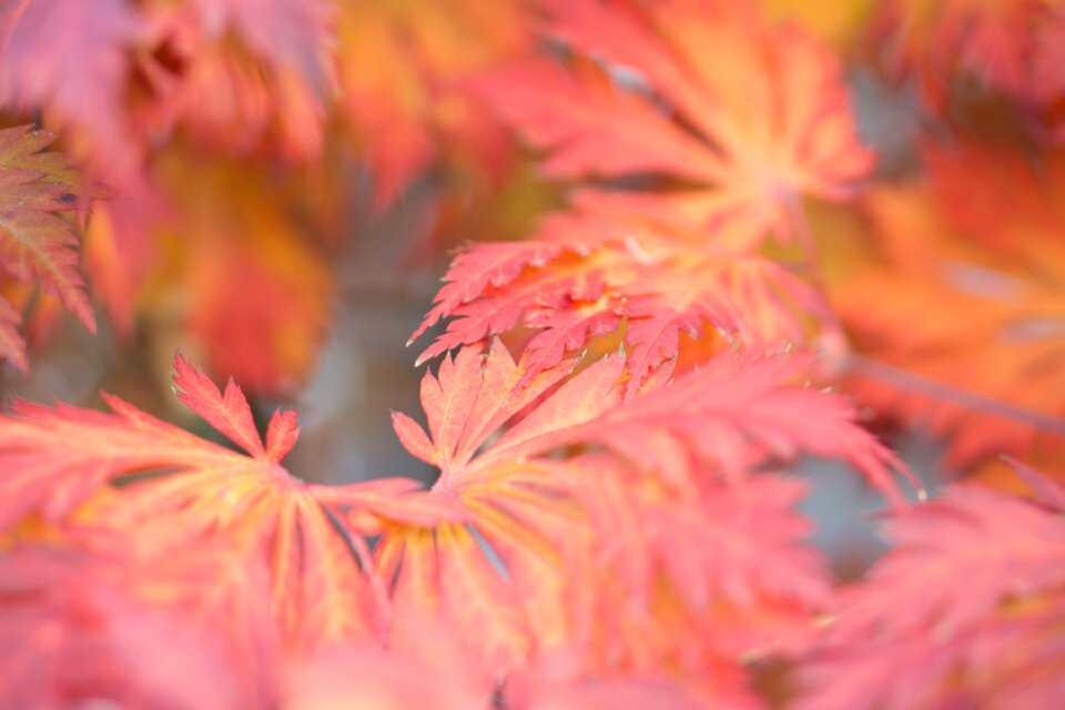 Fall color orange october