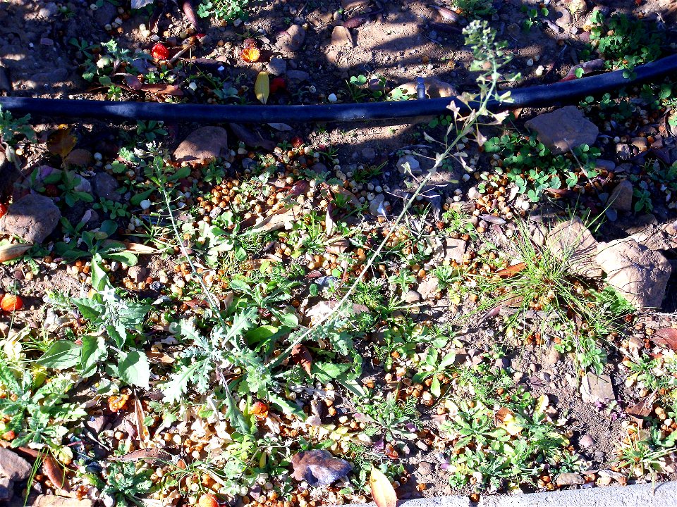 Capsella bursa-pastoris habit, Dehesa Boyal de Puertollano, Spain