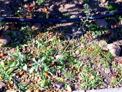 Capsella bursa-pastoris habit, Dehesa Boyal de Puertollano, Spain