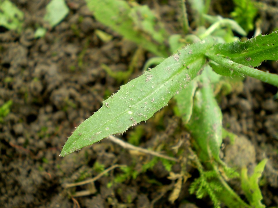 Capsella bursa-pastoris