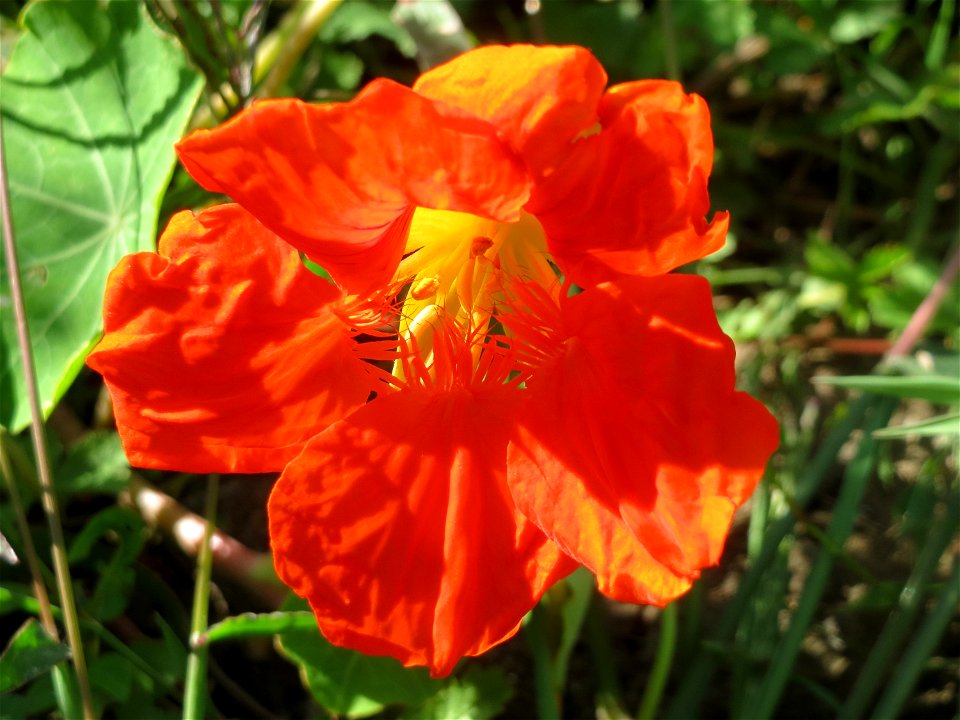 Große Kapuzinerkresse (Tropaeolum majus) in einem aufgelassenem Schrebergarten in Hockenheim. Nachdem die Schrebergärten am Kraichbach im Februar/März 2016 einplaniert wurden, hat sich zunächst wieder