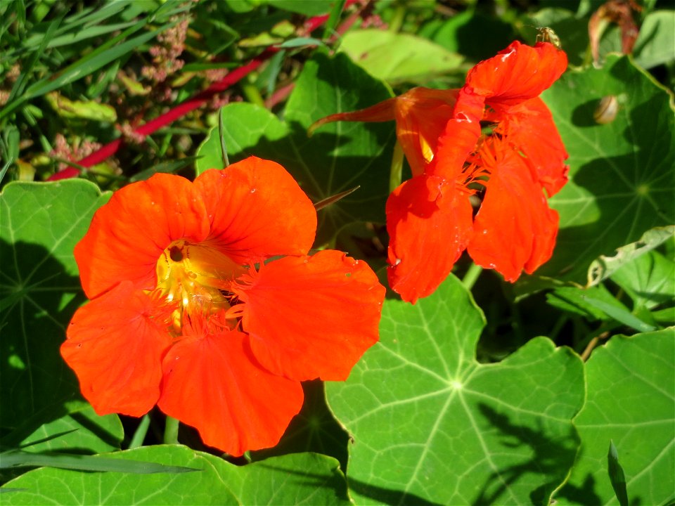 Große Kapuzinerkresse (Tropaeolum majus) in einem aufgelassenem Schrebergarten in Hockenheim. Nachdem die Schrebergärten am Kraichbach im Februar/März 2016 einplaniert wurden, hat sich zunächst wieder