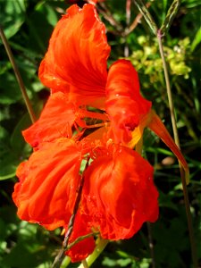 Große Kapuzinerkresse (Tropaeolum majus) in einem aufgelassenem Schrebergarten in Hockenheim. Nachdem die Schrebergärten am Kraichbach im Februar/März 2016 einplaniert wurden, hat sich zunächst wieder