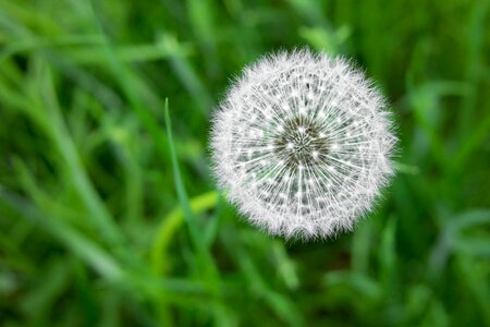Pointed flower meadow dandelion seeds photo