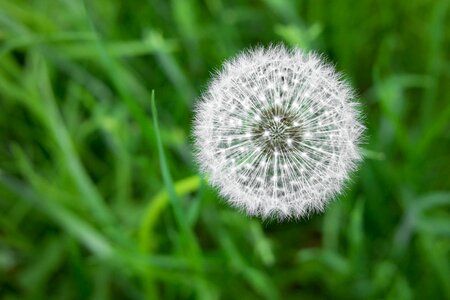 Pointed flower meadow dandelion seeds