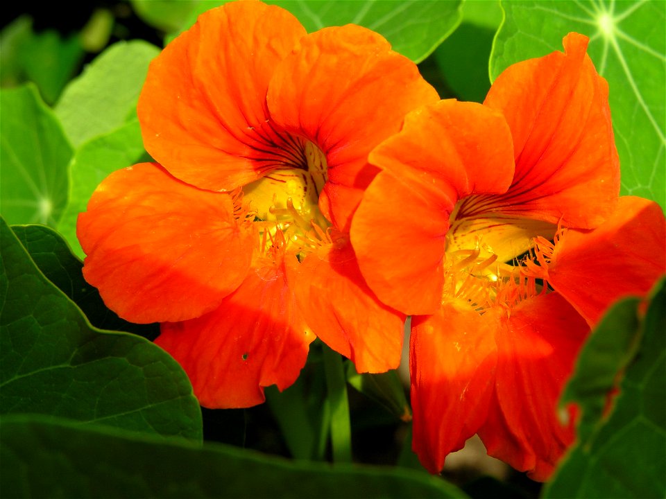 Didžioji nasturtė (Tropaeolum majus)
Foto: Algirdas, 2005 m.