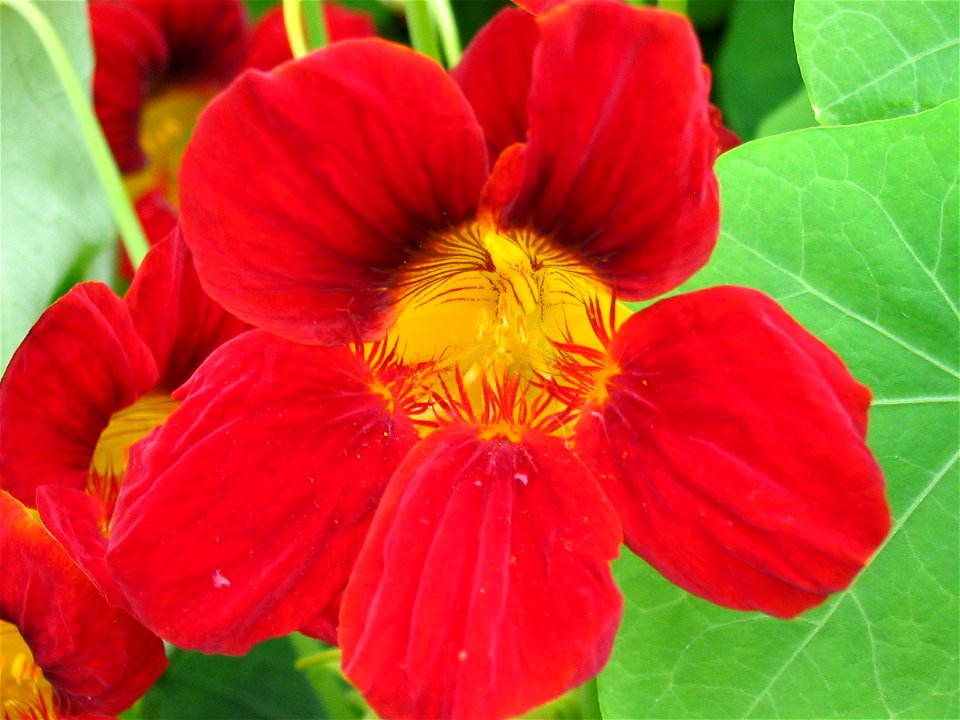 Indian cress flower