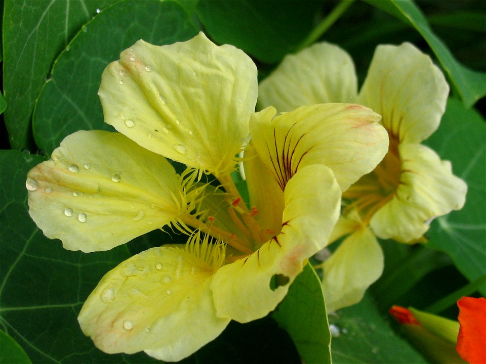 Indian cress flower