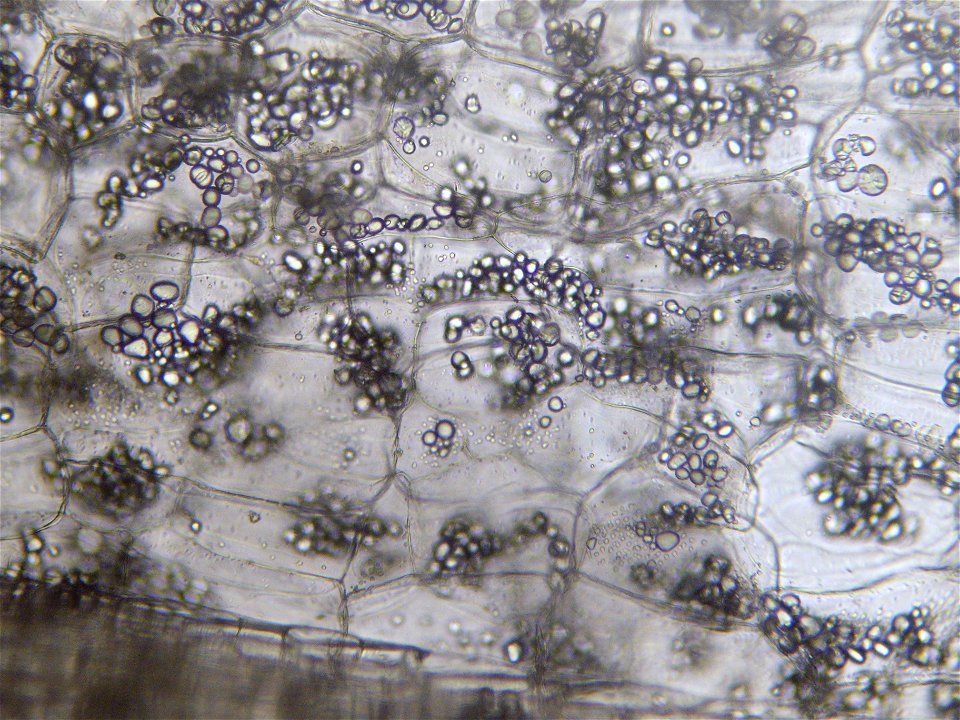 Cell structure of the Great nasturtium ( Tropaeolum majus L. ) in longitudinal section with starch storage.