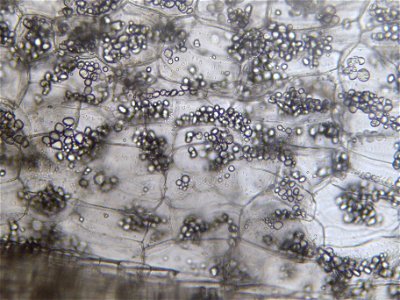 Cell structure of the Great nasturtium ( Tropaeolum majus L. ) in longitudinal section with starch storage.