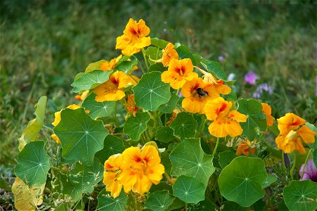 Tropaeolum majus

 Oost-Indische kers
Deutsch:  Kapuzinerkresse
Français :  Grande capucine