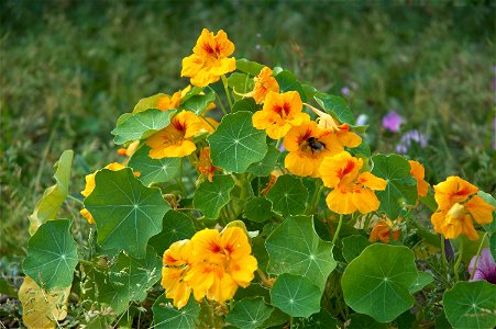 Tropaeolum majus Oost-Indische kers Deutsch: Kapuzinerkresse Français : Grande capucine photo