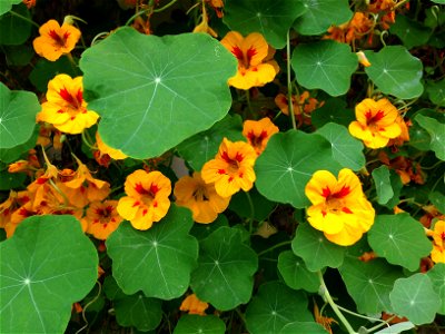 A bed of flowering garden nasturtiums (Tropaeolum majus), with yellow petals and red hearts. photo